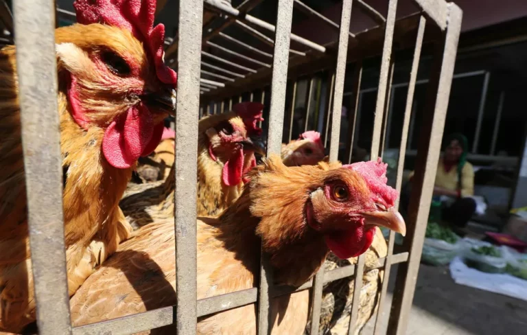 Exportações de frango atingem recorde de 514,6 mil t, diz ABPA