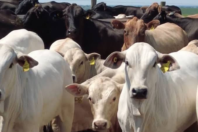 Avanço da genética cria supervacas precoces e com mais carne