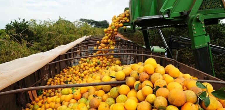 Safra de laranja deve despencar no país e ampliar pressão na oferta global