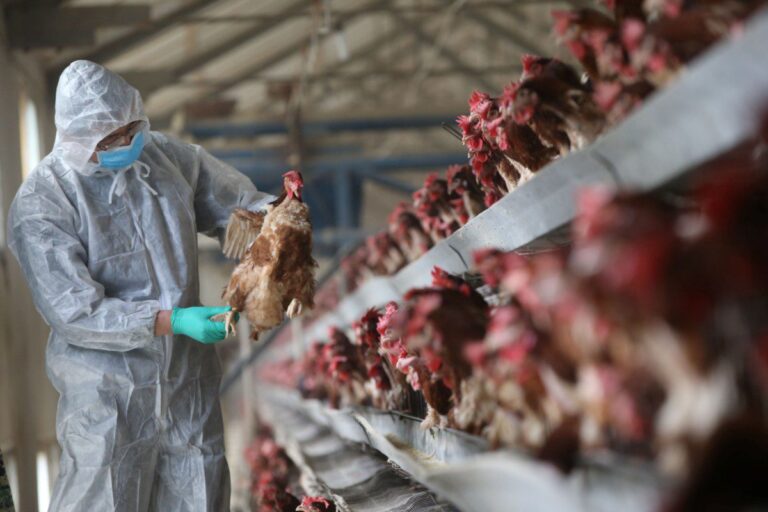 Brasil suspende parte das exportações de frango após caso da doença de Newcastle